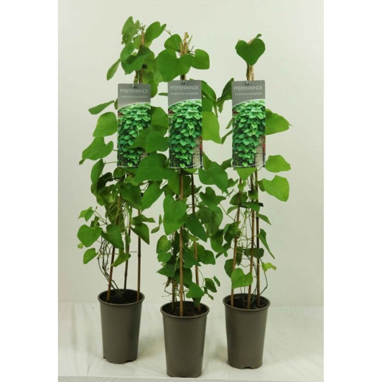 Pipranka – Aristolochia macrophylla - C2 60-80 CM Stick